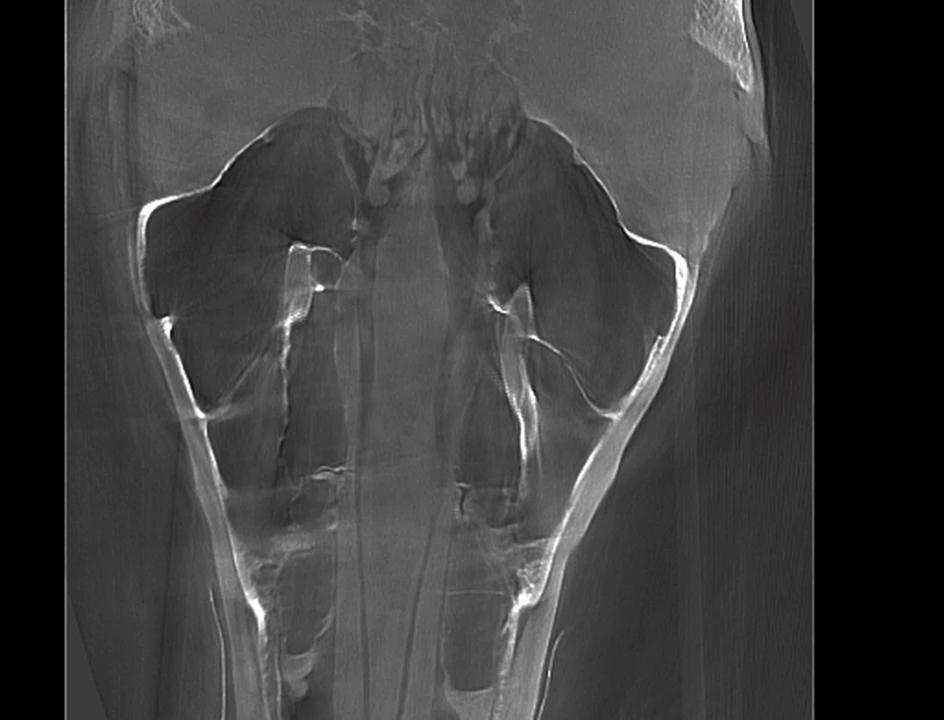 Equine Sinus Mass Dorsal